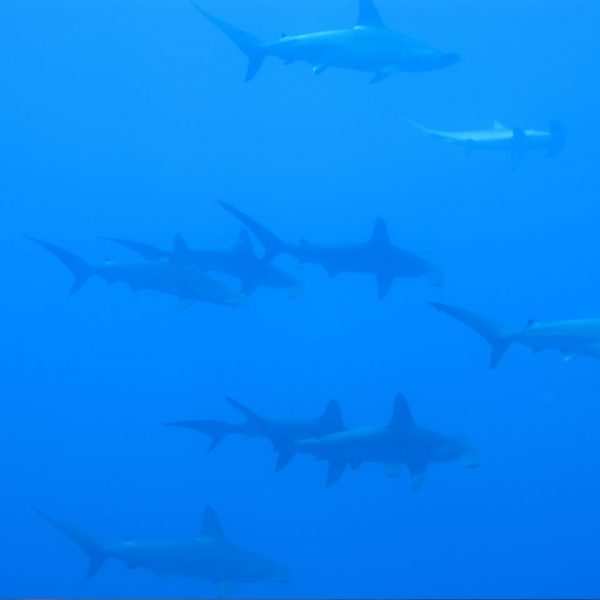 Daedalus Reef, Rotes Meer, Ägypten, Hammerhai(e) am Daedalus Reef