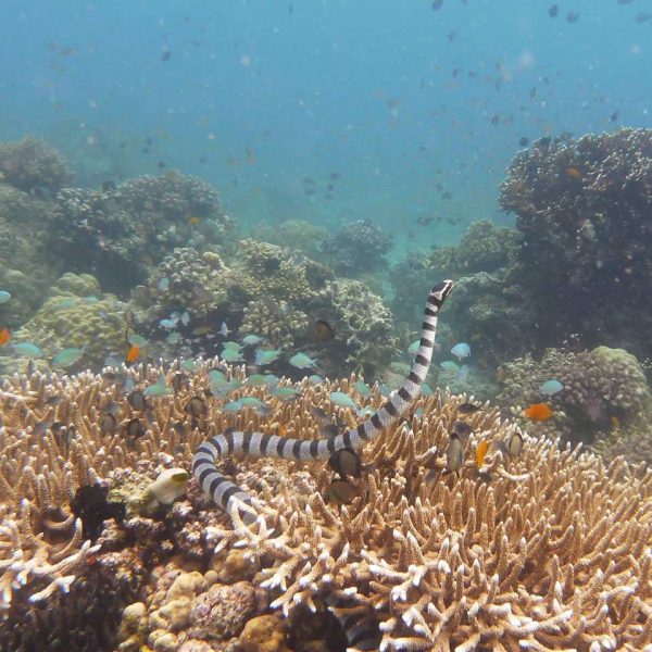 Tauchplatz Camote-West