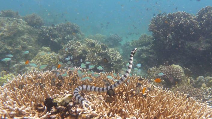 Tauchplatz Camote-West