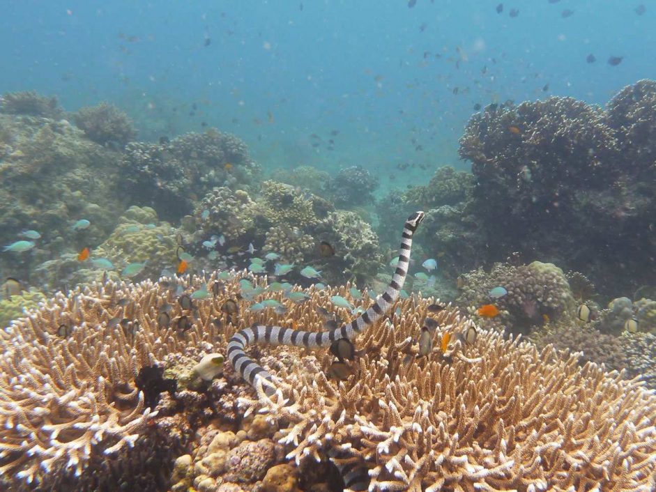 Tauchplatz Camote-West