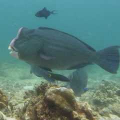 Büffelkopf Papageifisch, Raja Ampat, Indonesien