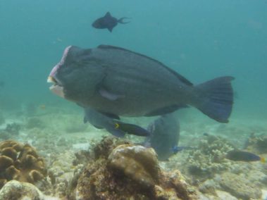 Mein erster Manta 56 Büffelkopf Papageifisch, Raja Ampat, Indonesien