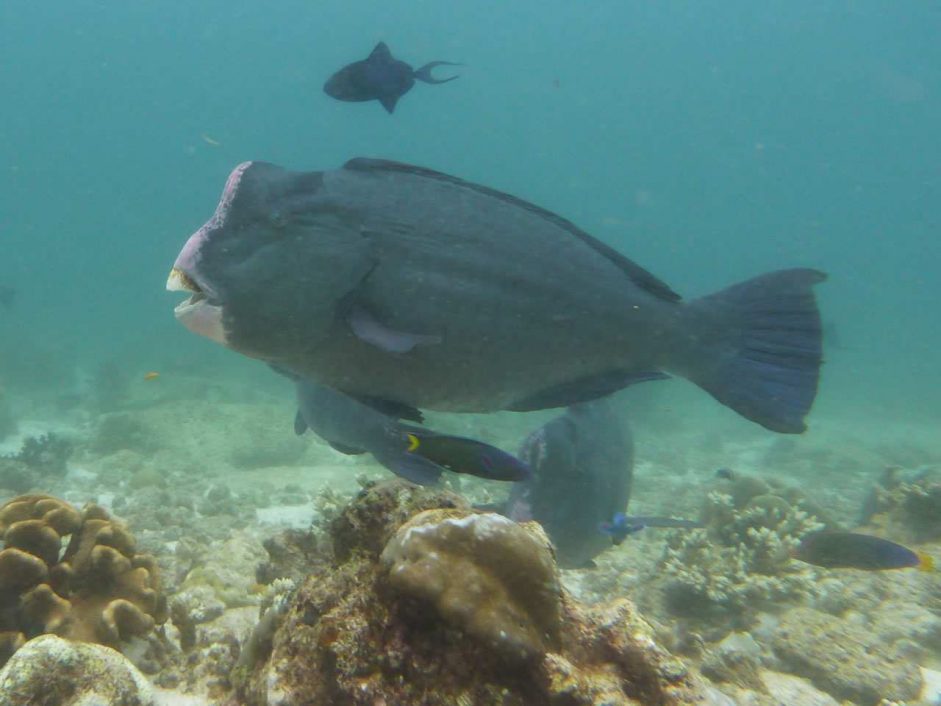 Büffelkopf Papageifisch, Raja Ampat, Indonesien