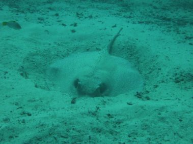 Mein erster Manta 64 raja ampat 2013 1