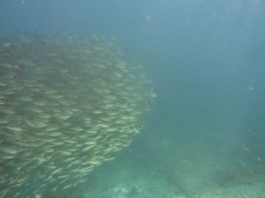 Mein erster Manta 65 raja ampat 2013 10