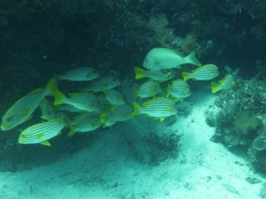 Mein erster Manta 63 raja ampat 2013 2