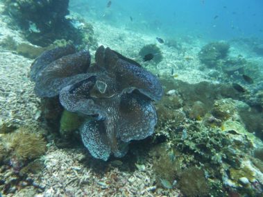 Mein erster Manta 62 raja ampat 2013 3