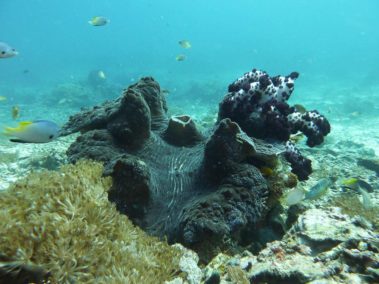 Mein erster Manta 61 raja ampat 2013 4