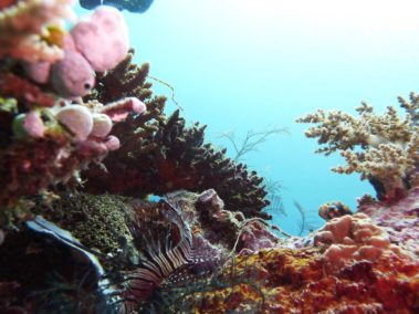 Mein erster Manta 60 raja ampat 2013 5