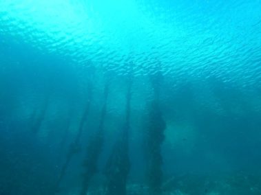 Mein erster Manta 59 raja ampat 2013 6