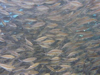 Mein erster Manta 57 raja ampat 2013 9