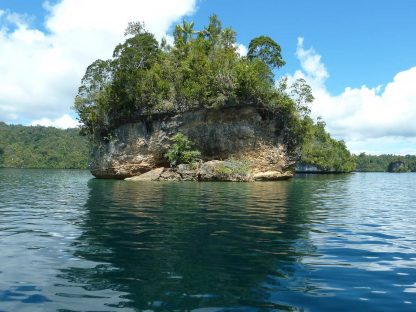 Tanjung Yembraimuk - Büffelkopf Papageifische / Bumphead 6 The Passage - Raja Ampat