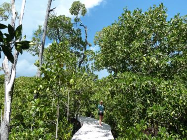 Mein erster Manta 55 ... durch die Mangroven