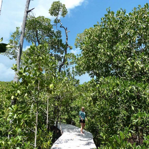 ... durch die Mangroven