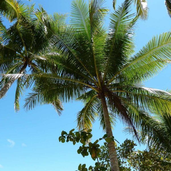 Pulau Pef - Raja Ampat