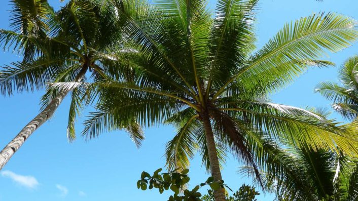 Pulau Pef - Raja Ampat