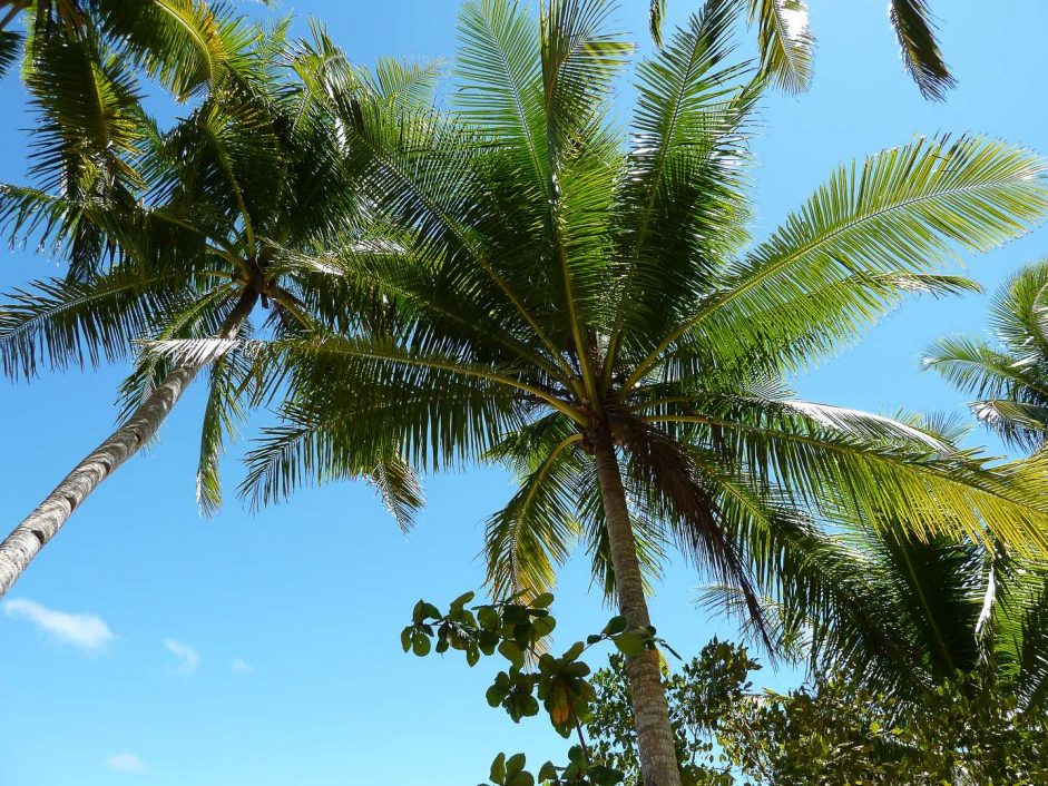 Pulau Pef - Raja Ampat