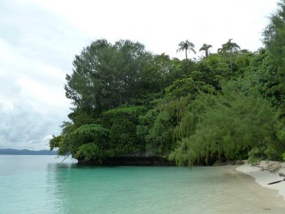 Tanjung Yembraimuk - Büffelkopf Papageifische / Bumphead 8 Flughund-Insel - Raja Ampat