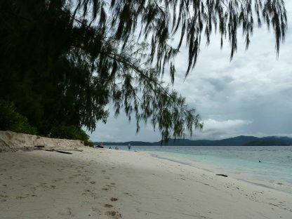 Tanjung Yembraimuk - Büffelkopf Papageifische / Bumphead 7 Flughund-Insel - Raja Ampat