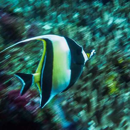 Disney - Findet Nemo ???