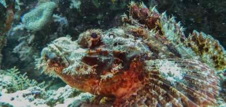 Raja Ampat: Ein Paradies für Taucher und Naturliebhaber 23 Steinfisch