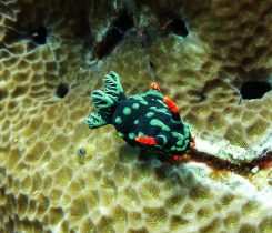 Raja Ampat: Ein Paradies für Taucher und Naturliebhaber 24 Schnecke