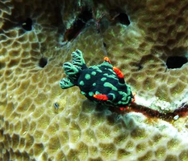 Mein erster Manta 25 Schnecke