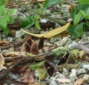 Mein erster Manta 27 Schmetterlinge