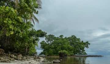 Raja Ampat: Ein Paradies für Taucher und Naturliebhaber 18 Mangroven