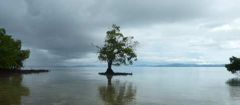 Raja Ampat: Ein Paradies für Taucher und Naturliebhaber 19 Mangrove