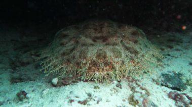 Mein erster Manta 38 Teppichhai