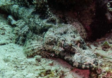 Mein erster Manta 34 Krokodilfisch