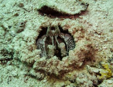 Mein erster Manta 33 Ausserirdisch - Knallkrebs