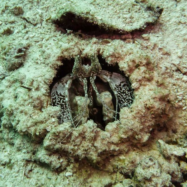 Ausserirdisch - Knallkrebs