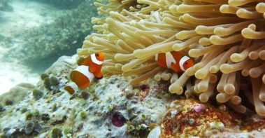 Mein erster Manta 30 Anemonenfische