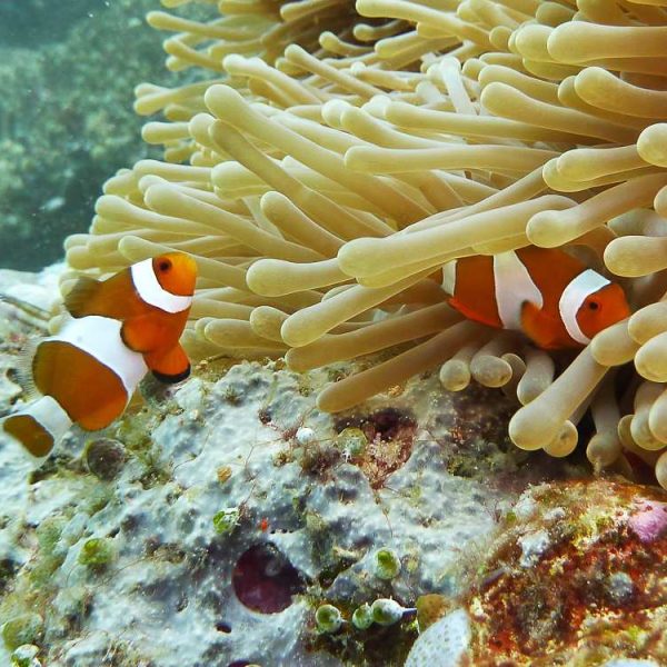 Anemonenfische