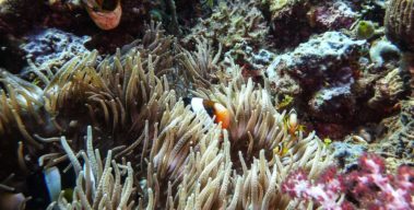 Mein erster Manta 32 Anemonenfisch - Familie