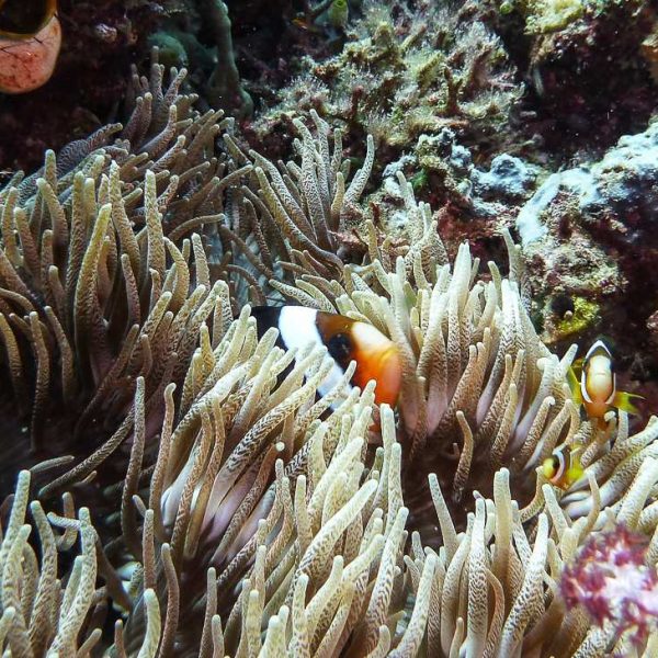 Anemonenfisch - Familie