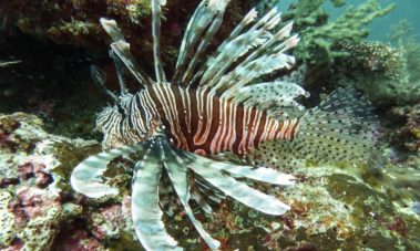 Mein erster Manta 31 Rotfeuerfisch