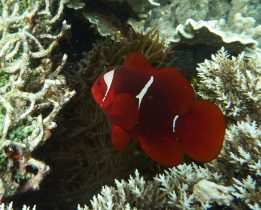 Raja Ampat: Ein Paradies für Taucher und Naturliebhaber 14 Anemonenfisch