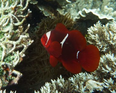 Mein erster Manta 15 Anemonenfisch