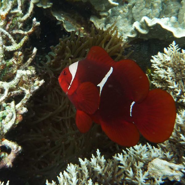 Anemonenfisch