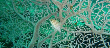 Mein erster Manta 39 P1090418