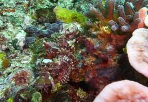 Raja Ampat: Ein Paradies für Taucher und Naturliebhaber 12 Wer findet den Fisch