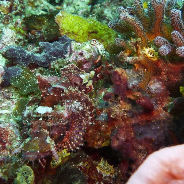 Wer findet den Fisch