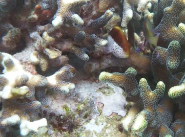 Mein erster Manta 42 Fisch & Koralle