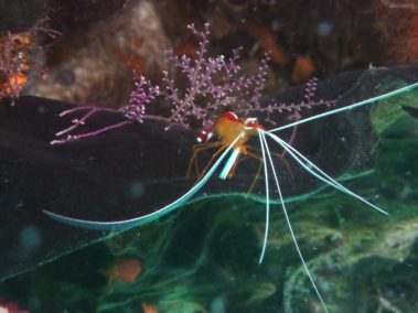 Mein erster Manta 43 Putzergarnele