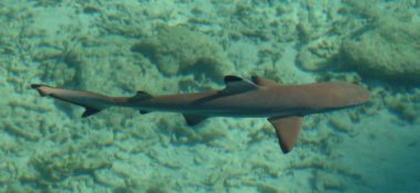 Mein erster Manta 44 Babyhai