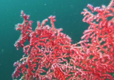 Mein erster Manta 40 Pygmäen-Seepferdchen ... wohl nich ;-)