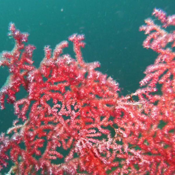 Pygmäen-Seepferdchen ... wohl nich ;-)